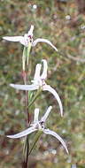 Image de Disa biflora (L.) Druce