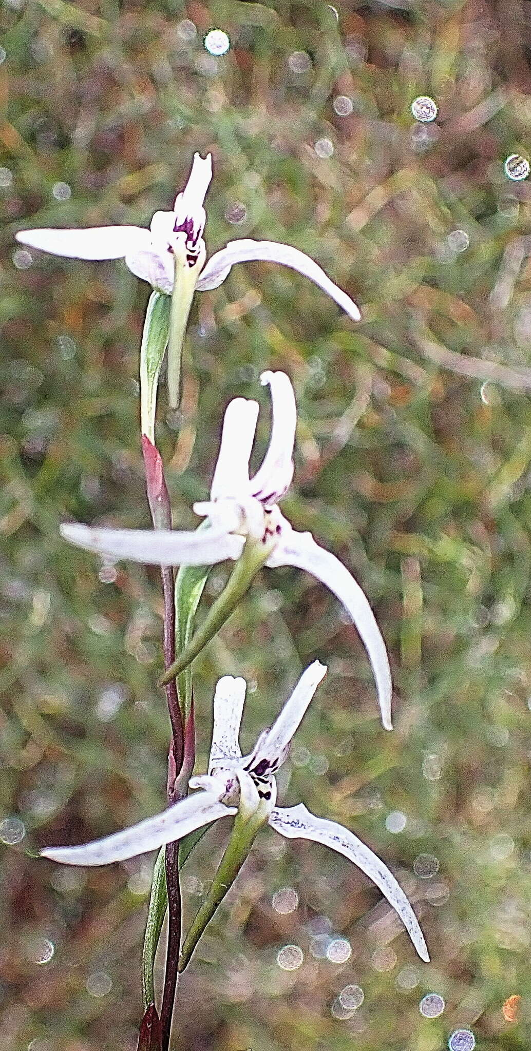 Image de Disa biflora (L.) Druce