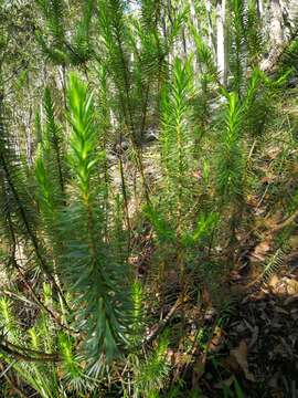 Imagem de Melichrus procumbens (Cav.) Druce