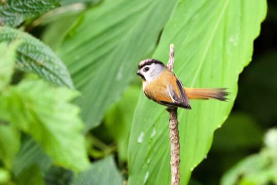 Image of Black-throated Parrotbill