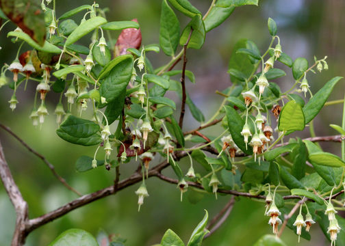 Image of deerberry
