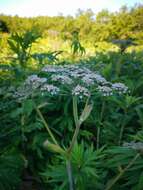 Image of kneeling angelica