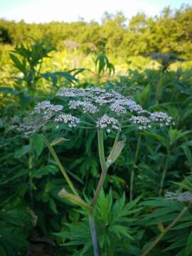 Image of kneeling angelica