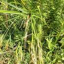 Imagem de Cyperus prolixus Kunth