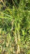 Imagem de Cyperus prolixus Kunth