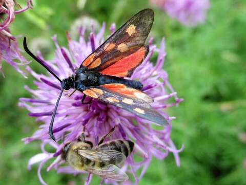 Image of Zygaena angelicae Ochsenheimer 1808