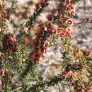 Image de Mirbelia spinosa (Benth.) Benth.