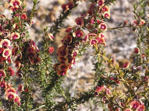 Plancia ëd Mirbelia spinosa (Benth.) Benth.