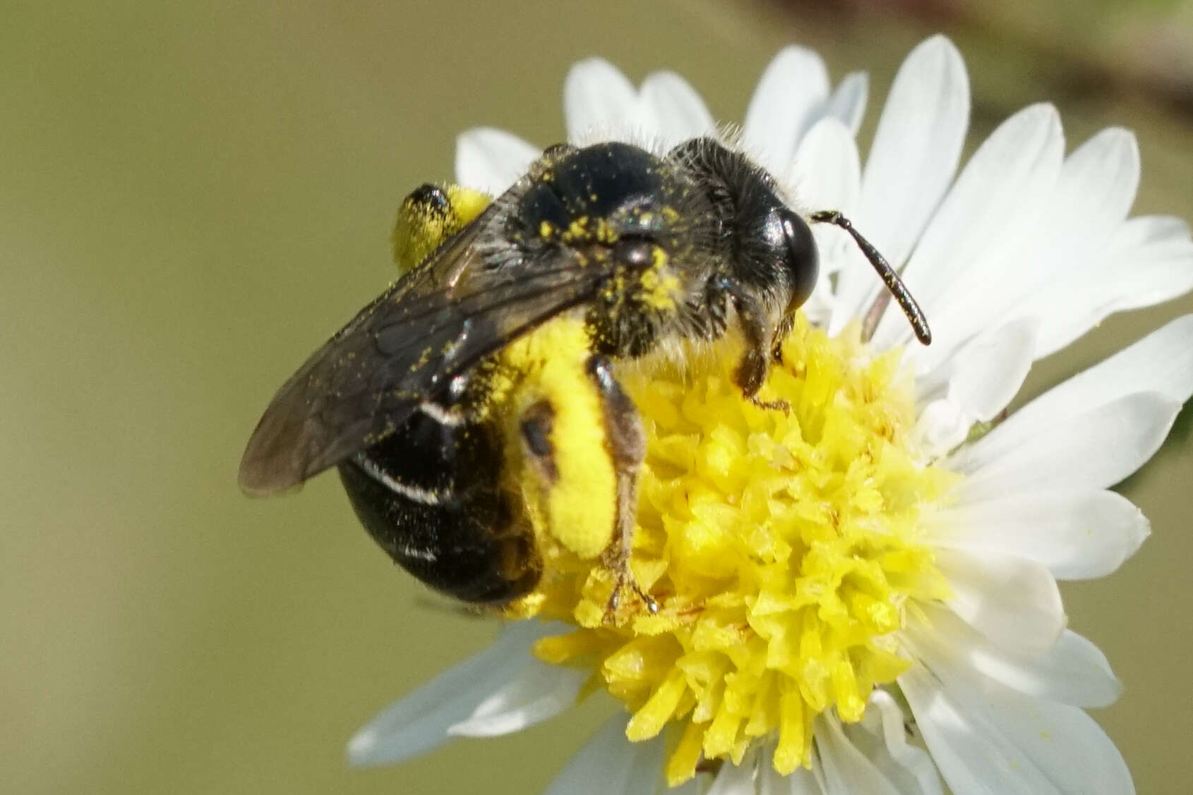 Image of Callandrena Cockerell 1898