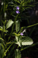 Sivun Verbena neomexicana (A. Gray) Briq. kuva