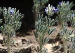 Image of King's Lupine