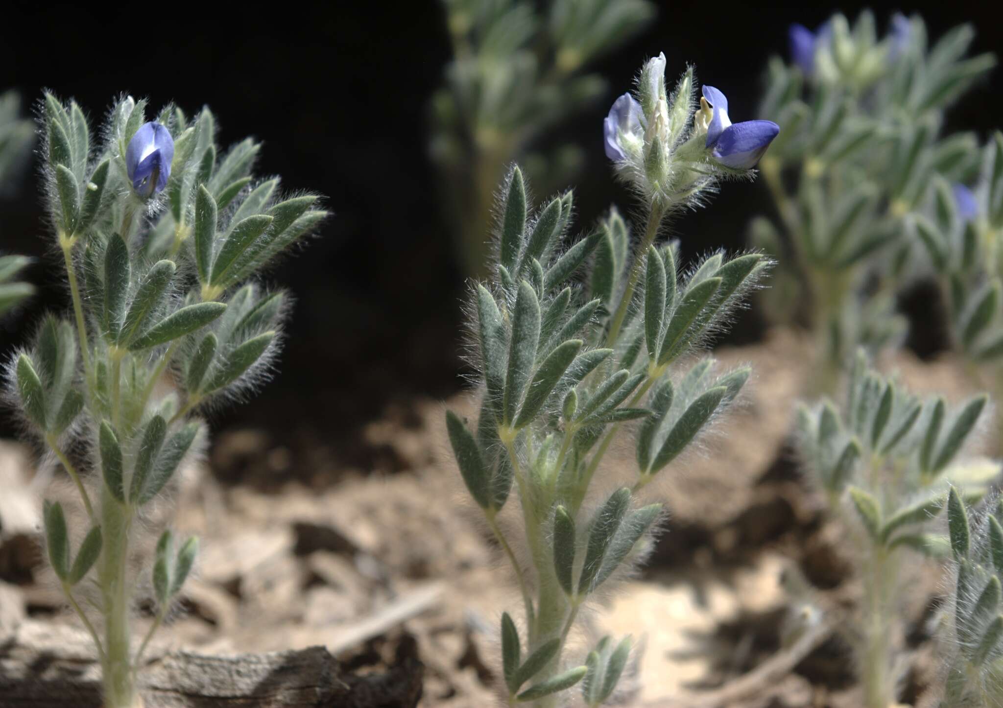 Plancia ëd Lupinus kingii S. Watson