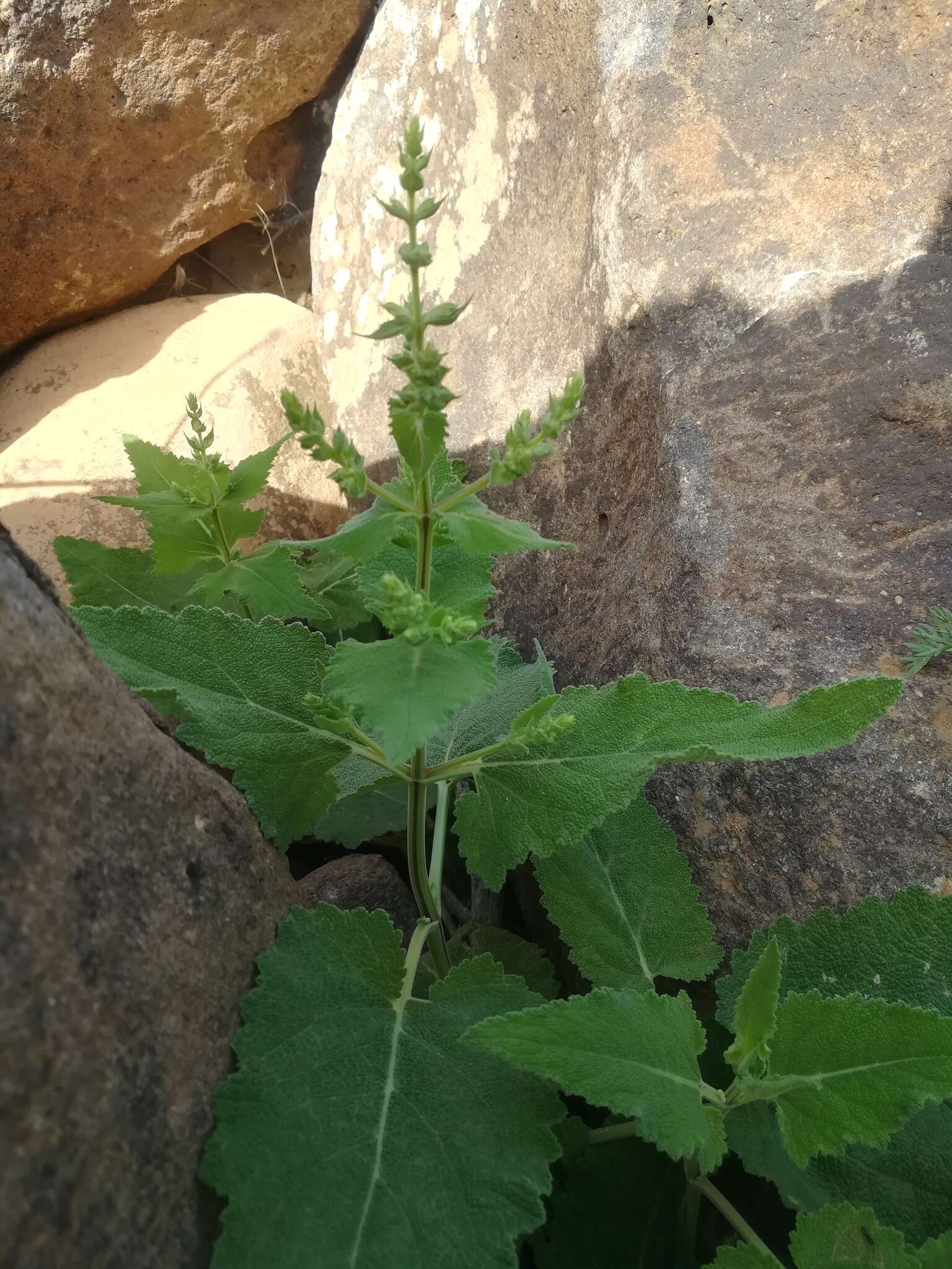 Imagem de Salvia syriaca L.