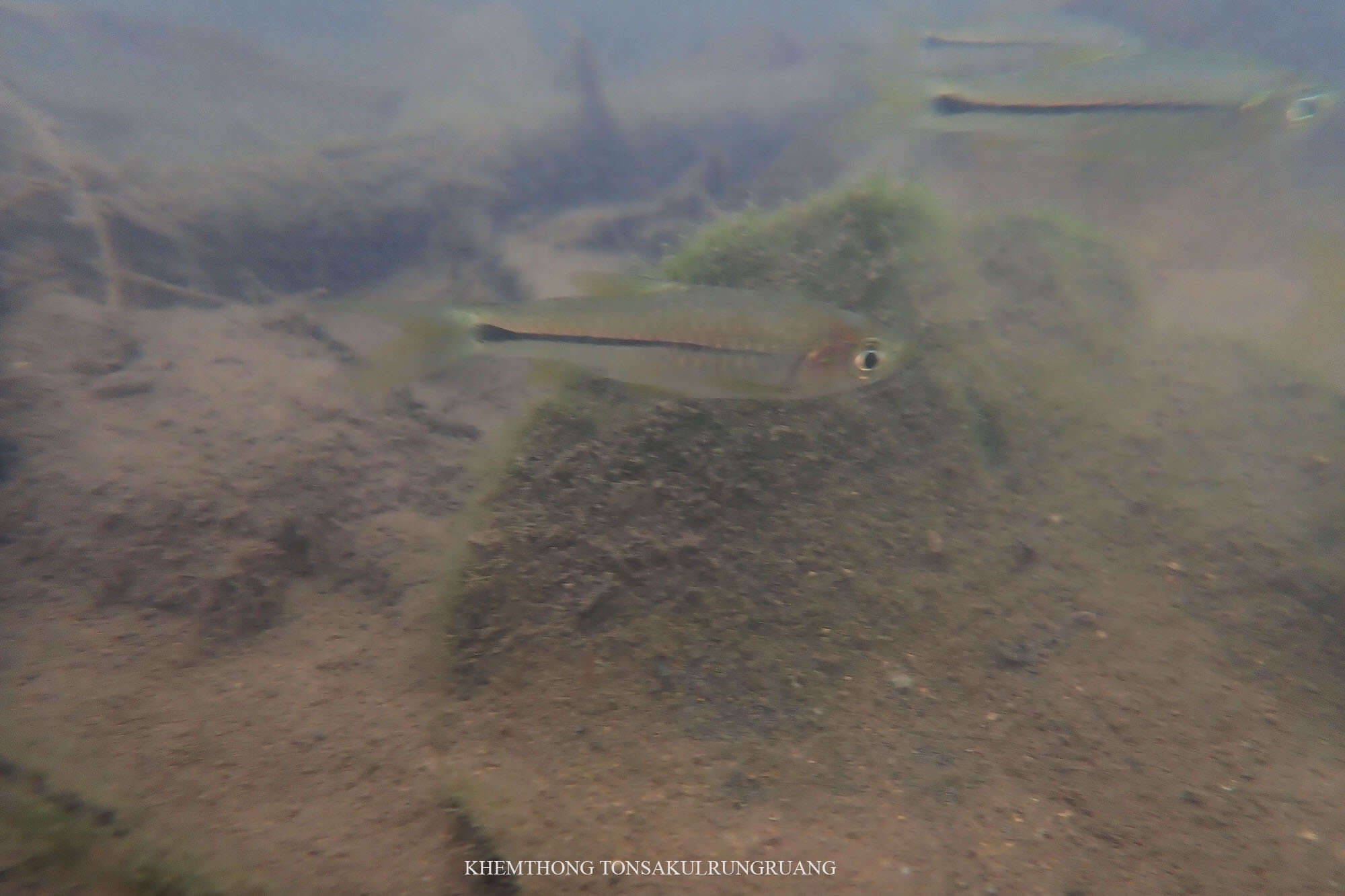 Image of Sidestripe rasbora