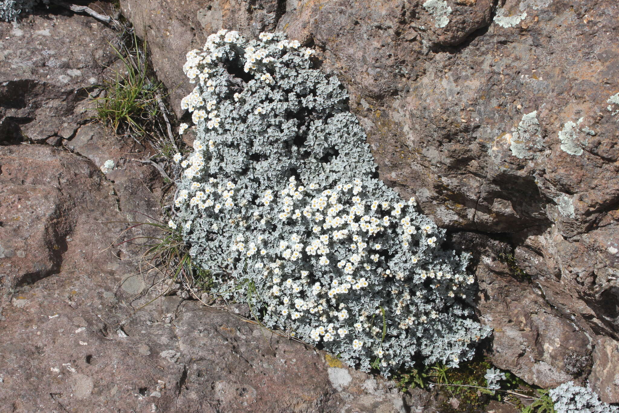 Слика од Helichrysum sutherlandii Harv.