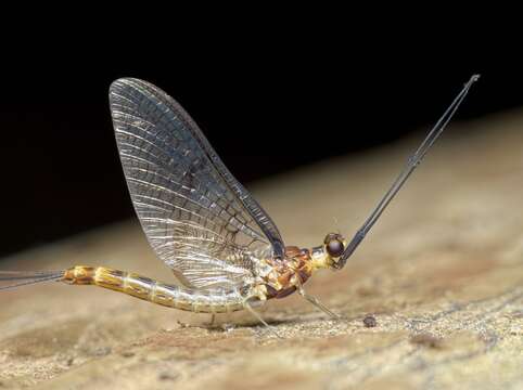 Image of Striped Mayfly