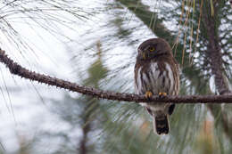 Image of Tamaulipas Pygmy Owl