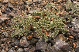 Image of freckled milkvetch