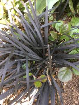 Image of Ophiopogon planiscapus Nakai