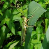 Слика од Adimantus cubiceps (Gerstaecker 1873)