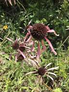 Image of sanguine purple coneflower