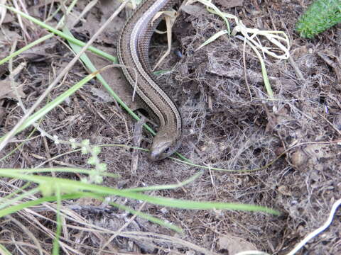 Chalcides chalcides (Linnaeus 1758) resmi