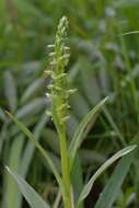 Image of Platanthera convallariifolia (Fisch. ex Lindl.) Lindl.