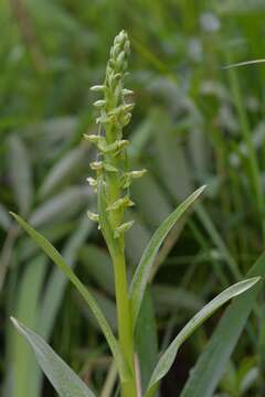 Слика од Platanthera convallariifolia (Fisch. ex Lindl.) Lindl.