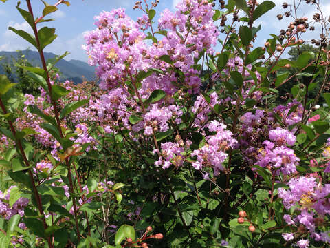 Image of Crape myrtle