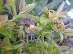 صورة Vaccinium myrtilloides Michx.