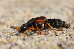 Staphylinus dimidiaticornis Gemminger 1851的圖片