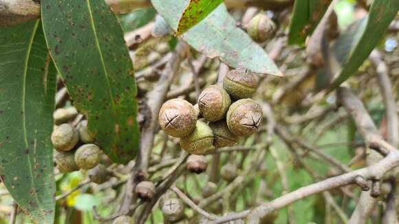 Imagem de Eucalyptus baxteri (Benth.) Maiden & Blakely