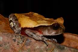 Image of African giant toad