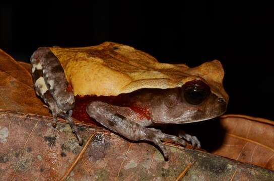 Image of African giant toad