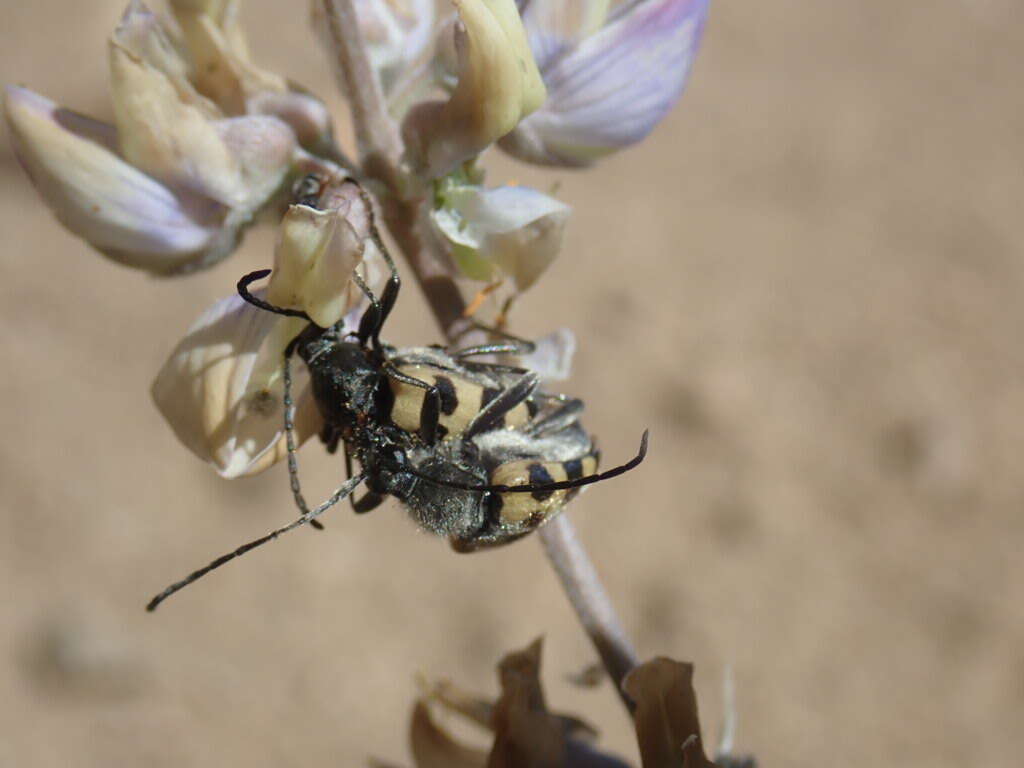 Image of Judolia instabilis (Haldeman 1847)