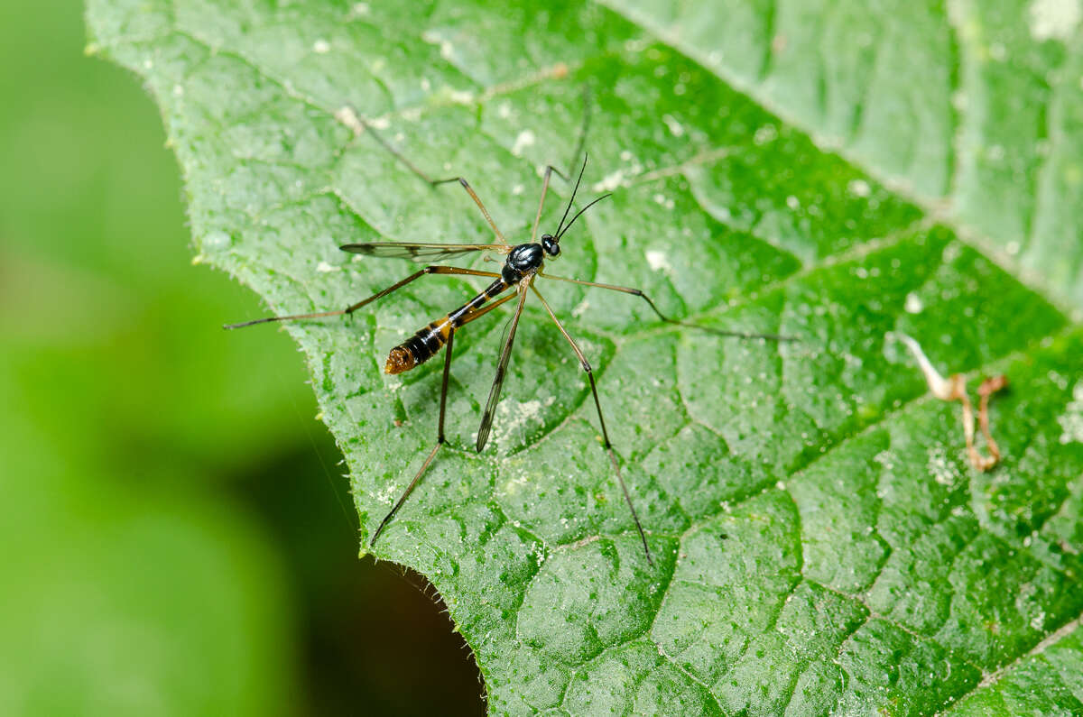 Image of Ptychoptera quadrifasciata Say 1824