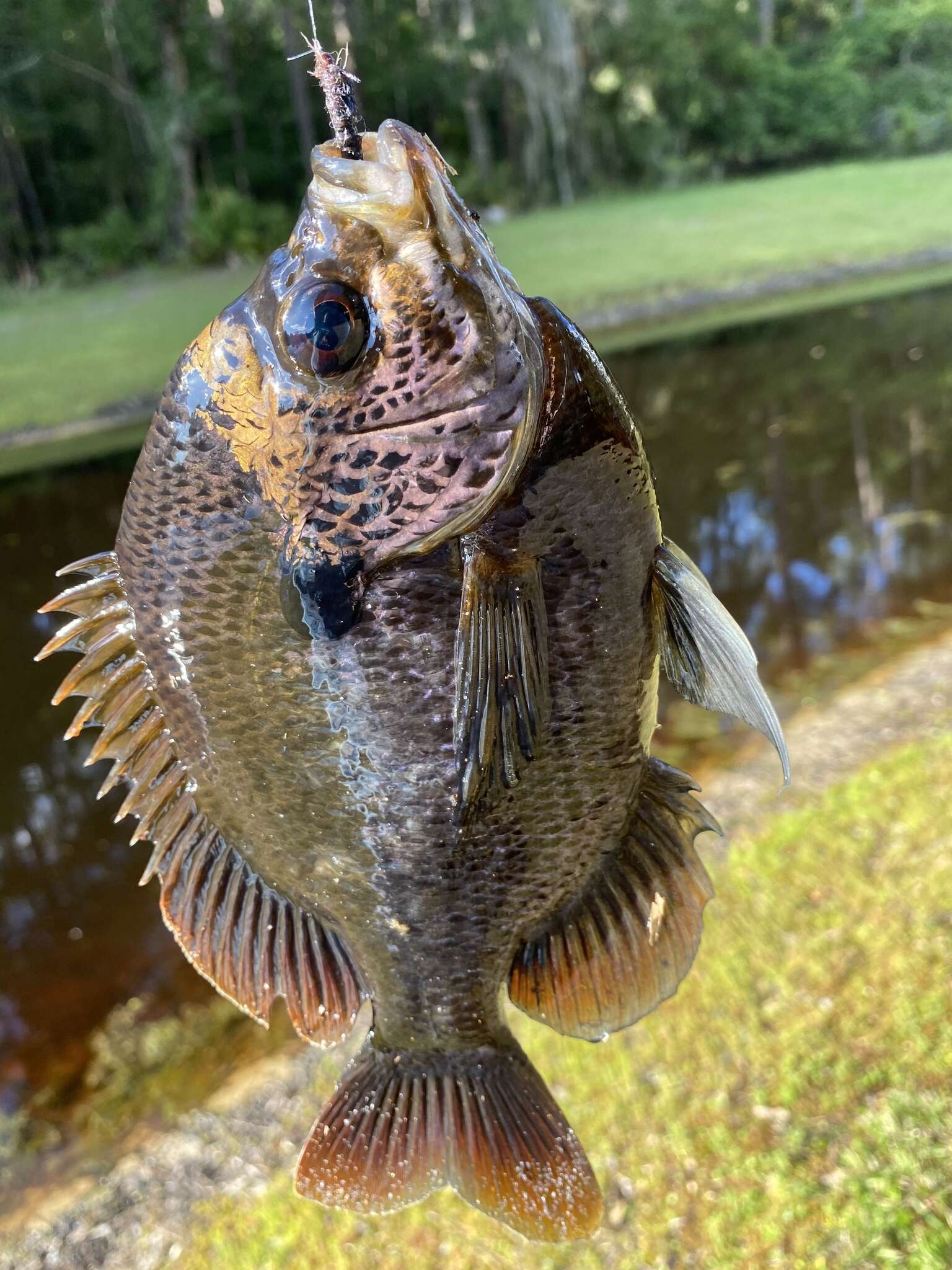 Image of Bluegill Sunfish