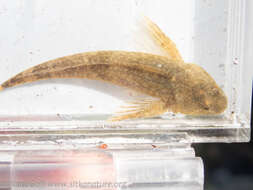 صورة Cottus aleuticus Gilbert 1896