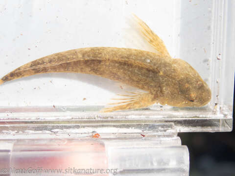 Cottus aleuticus Gilbert 1896 resmi