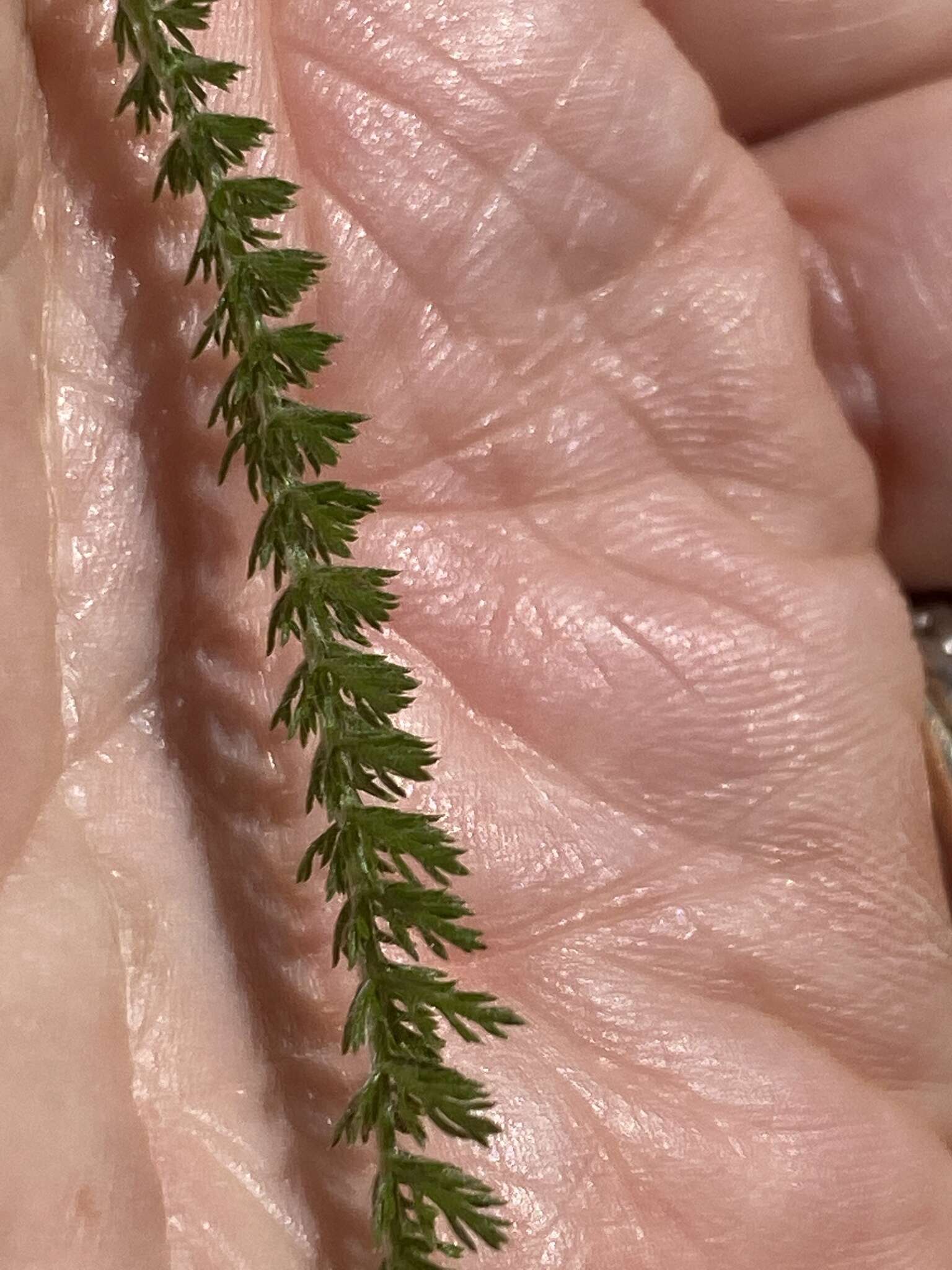 Achillea millefolium var. borealis (Bong.) Farw.的圖片