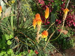 Kniphofia uvaria (L.) Oken resmi