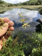 Image of Dentate umbrella sedge