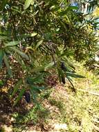 Cryptocarya angustifolia E. Mey.的圖片