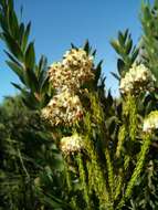 Image of Erica bruniifolia Salisb.