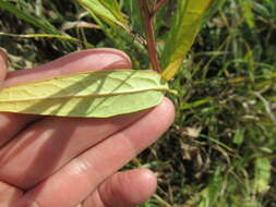 Saussurea purpurata (Fisch. ex Herd.) Lipsch.的圖片