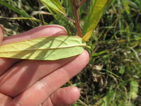 صورة Saussurea purpurata (Fisch. ex Herd.) Lipsch.