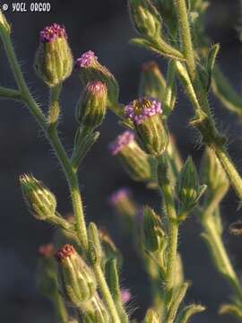 Lachnophyllum resmi