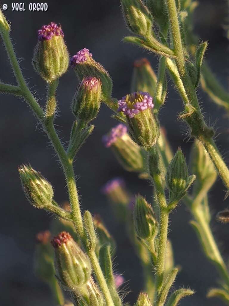 Imagem de Lachnophyllum noeanum Boiss.