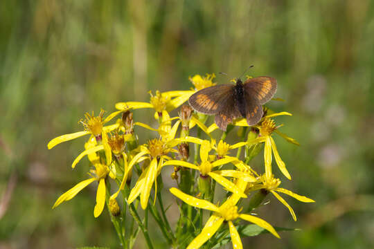 Image of Lesser Mountain Ringlet