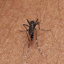 Sivun Aedes cretinus Edwards 1921 kuva